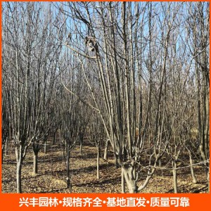 8公分西府海棠  西府海棠苗 西府海棠價(jià)格