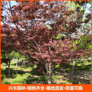 12公分日本紅楓 園林行道樹綠化工程苗木 規格齊全