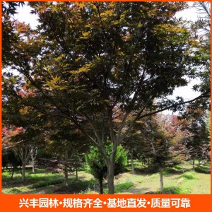 12公分日本紅楓 園林行道樹綠化工程苗木 規格齊全