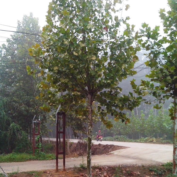 法國梧桐種植基地 山東法桐種植基地 歡迎咨詢