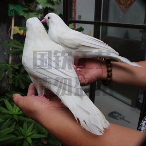 動物模型標本 仿真鴿子設計制作