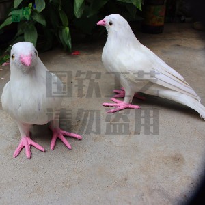 加工定制各種仿真鳥類 仿真鴿子模型標本