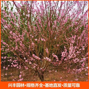 常年供應(yīng)12公分紅葉碧桃 行道樹紅葉碧桃樹 園林植物落葉喬木