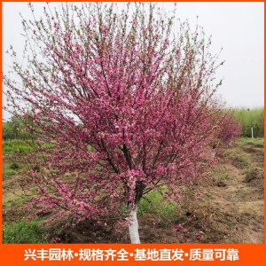 常年供應(yīng)12公分紅葉碧桃 行道樹紅葉碧桃樹 園林植物落葉喬木